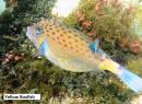 Yellow Boxfish - my favorite!